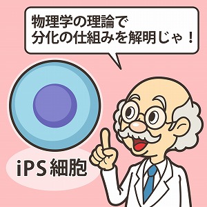 iPS細胞を工学的技術で制御し、物理学の理論で解析する