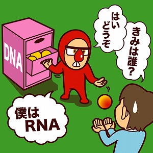 関心ワード「DNA(デオキシリボ核酸)」の講義4