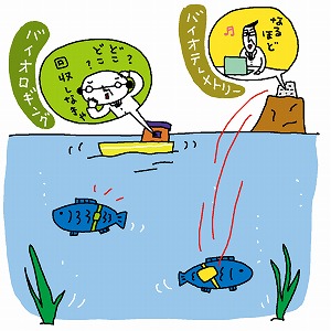 「超音波バイオテレメトリー」で、音を使って魚を追え！