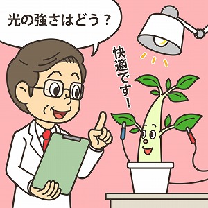 植物が快適であるかどうかが、電気でわかる！？