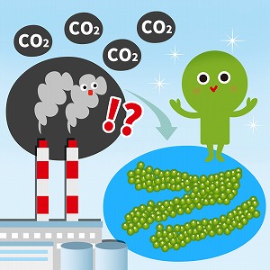 発電所からの排ガスで海ブドウを育てる、新たな二酸化炭素の削減策