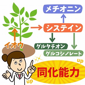関心ワード「植物」の講義2