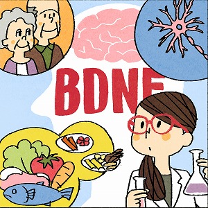 認知症の予防・治療に期待が高まる「BDNF」の探究