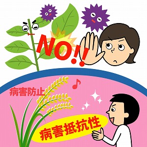 「植物」対「病原菌」の攻防！　植物の免疫システム