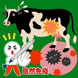 乳牛の病気を自然免疫で改善～農家の生産性と食の安全を高めるために