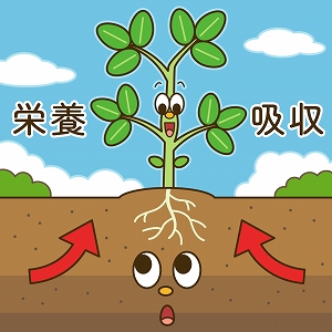 畑の土と植物の関係は？　植物の成長や栄養吸収のメカニズムを探る