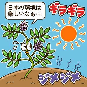 健康寿命を延ばす「甘草」を日本で育てるために