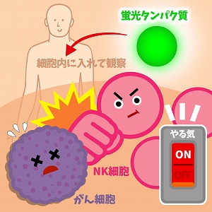 がん細胞と免疫細胞の攻防を実況中継！　光遺伝学で医療が変わる