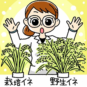 関心ワード「米」の講義4