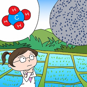 微生物活用で水田のメタン排出を抑え、持続可能な米作りを