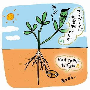 植物と微生物のキャッチボール？　根粒形成の複雑なメカニズム