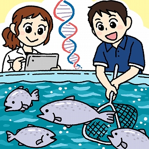 魚の育種で食料危機を乗り越えろ！　遺伝子で未来を変える技術
