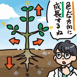 植物の根や茎を横方向に成長させる仕組みの謎に挑む！