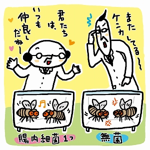 「ショウジョウバエ」をモデルに、腸内細菌の働きを解き明かす