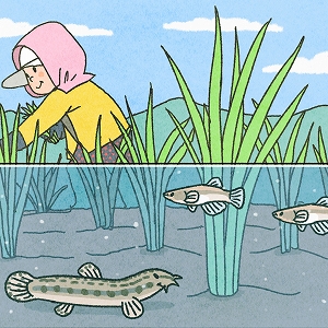 田んぼで暮らす生き物を守る　農業の効率化との両立をめざして
