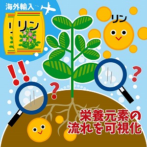 見えない植物の栄養元素の流れを可視化する