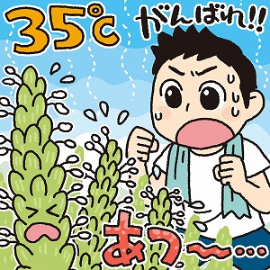 暑さで米が実らなくなる？　温暖化に挑む稲作の研究