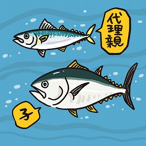 サバがマグロを生む？　水産業の未来を大きく変える技術