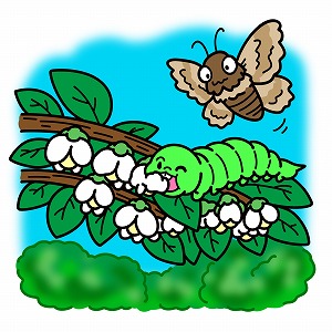 雄花はエサでも雌花は毒？　植物と昆虫たちの深いつながり