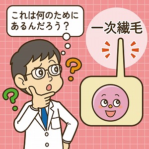 うつや肥満に影響する？　細胞にある動かない繊毛の謎を解け！