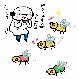 ピンクのハエがモテ、タタリが自然を守る　文化進化学の世界