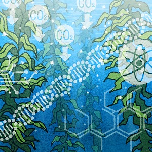 海から未来のエネルギーへ　海藻×微生物バイオで温暖化対策に貢献