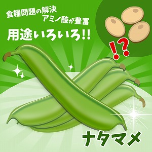 めざせ豆界の新スター！　用途いろいろのナタマメとは？