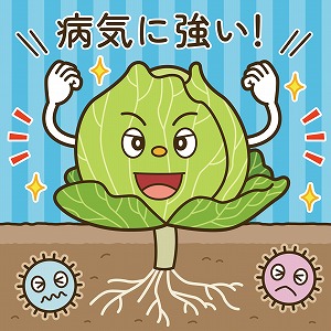 病気に負けないハクサイを作る！　植物育種の「いま」