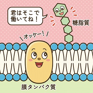 関心ワード「生体膜」の講義2