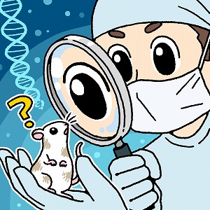 染色体工学で実験動物を人間に「似せる」　創薬の効果を検証