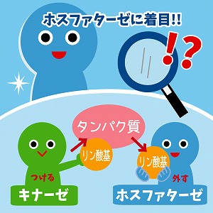細胞の情報伝達をオフにする酵素「ホスファターゼ」をがん治療に活用