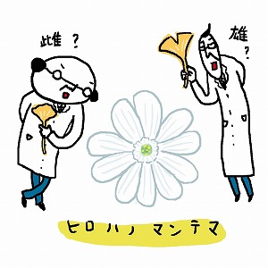 オス・メスのある植物はどう進化した？　植物にもあるXY染色体