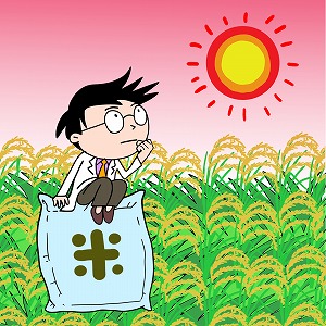 高温に強くする遺伝子はコレだ！　酷暑に立ち向かうイネ育種研究