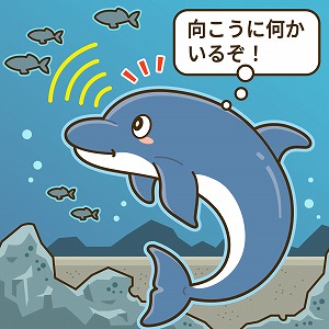 イルカは音で世界を見る　音声と行動から知られざる生態に迫る