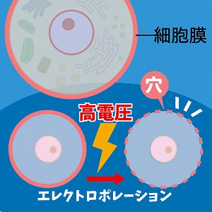 DNAは諸刃の剣！？　細胞内に遺伝子を届ける電気の技術