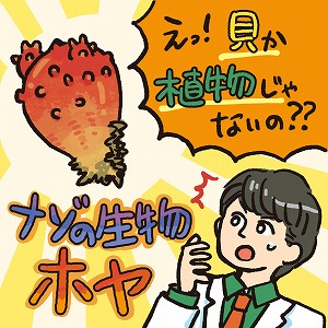 見た目からは想像つかない！　ホヤの秘めたる可能性