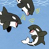 シャチの鳴き声から海の環境を考える？　～海中ロボットの可能性～